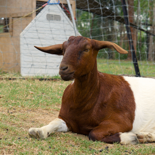 Sponsor Ginger the Mini Goat
