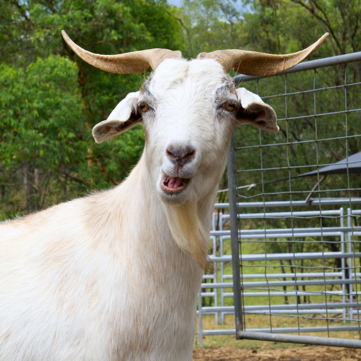 Sponsor Joy the Goat