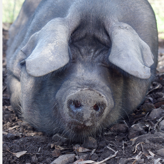 Sponsor Bennu the Pig