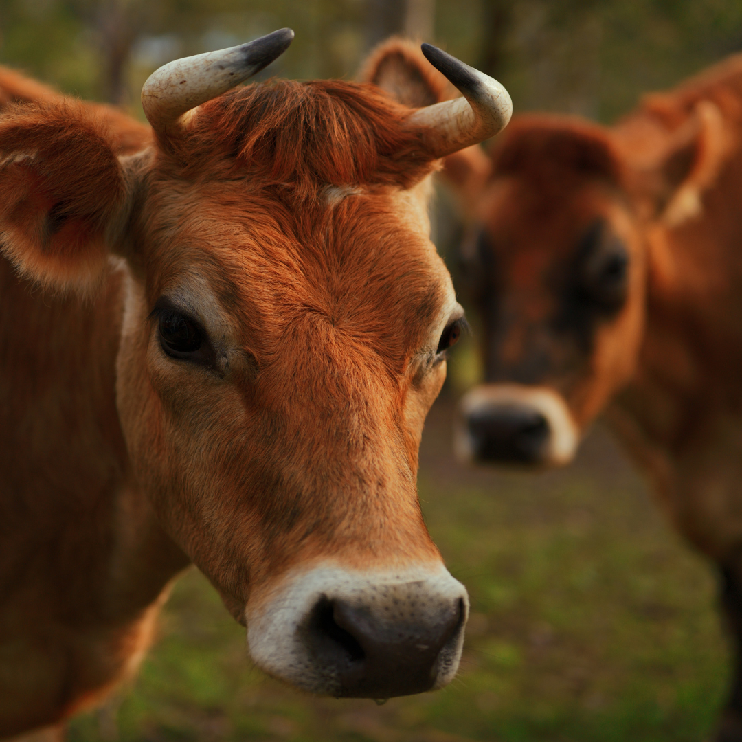 Sponsor Maggie the Cow