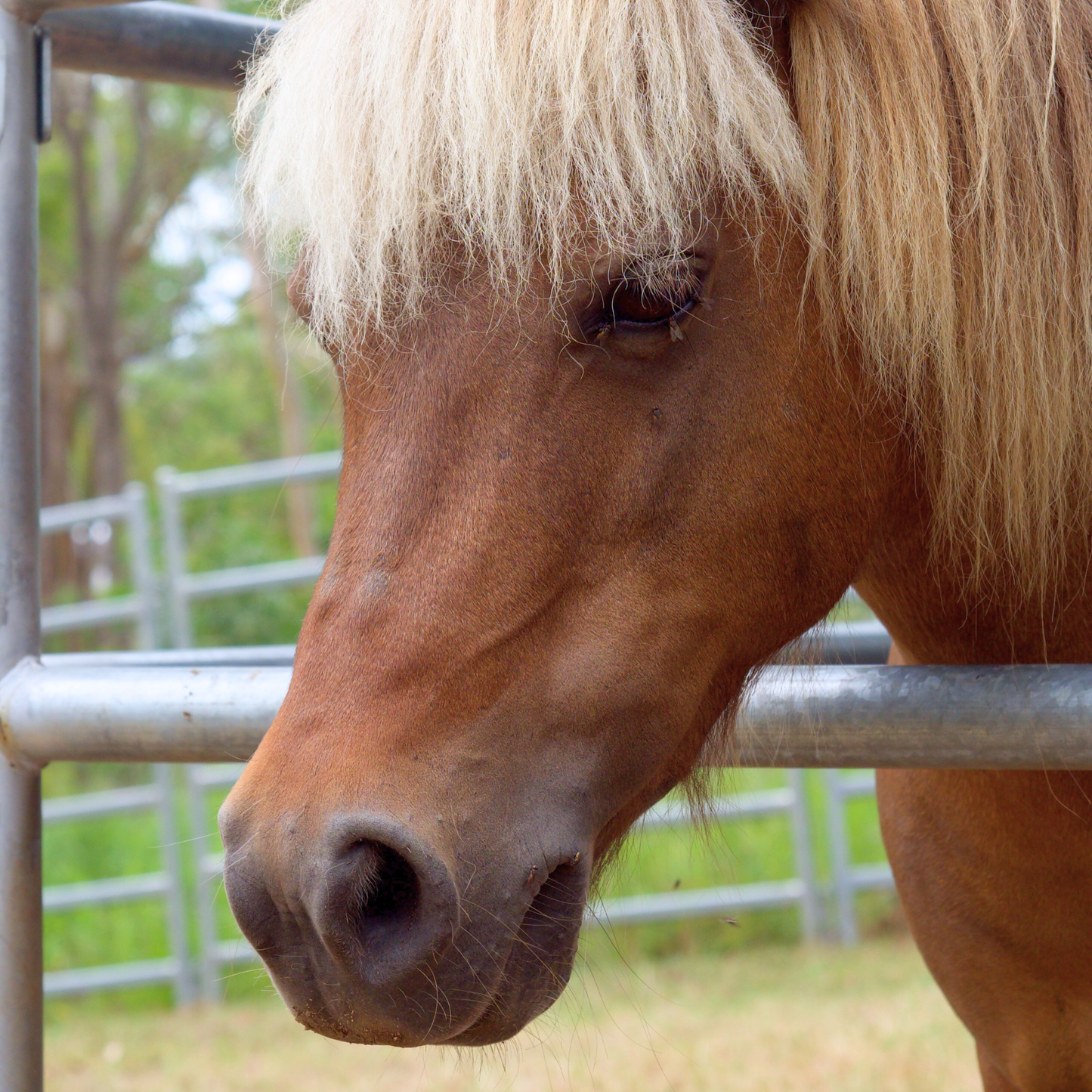 Sponsor Misty the Mini Horse