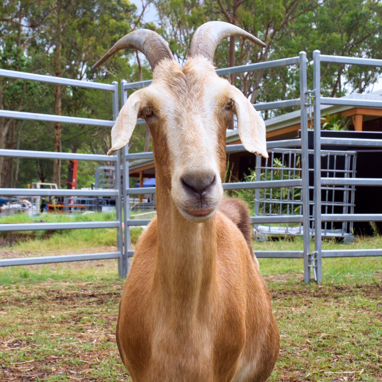 Sponsor Harry the Goat