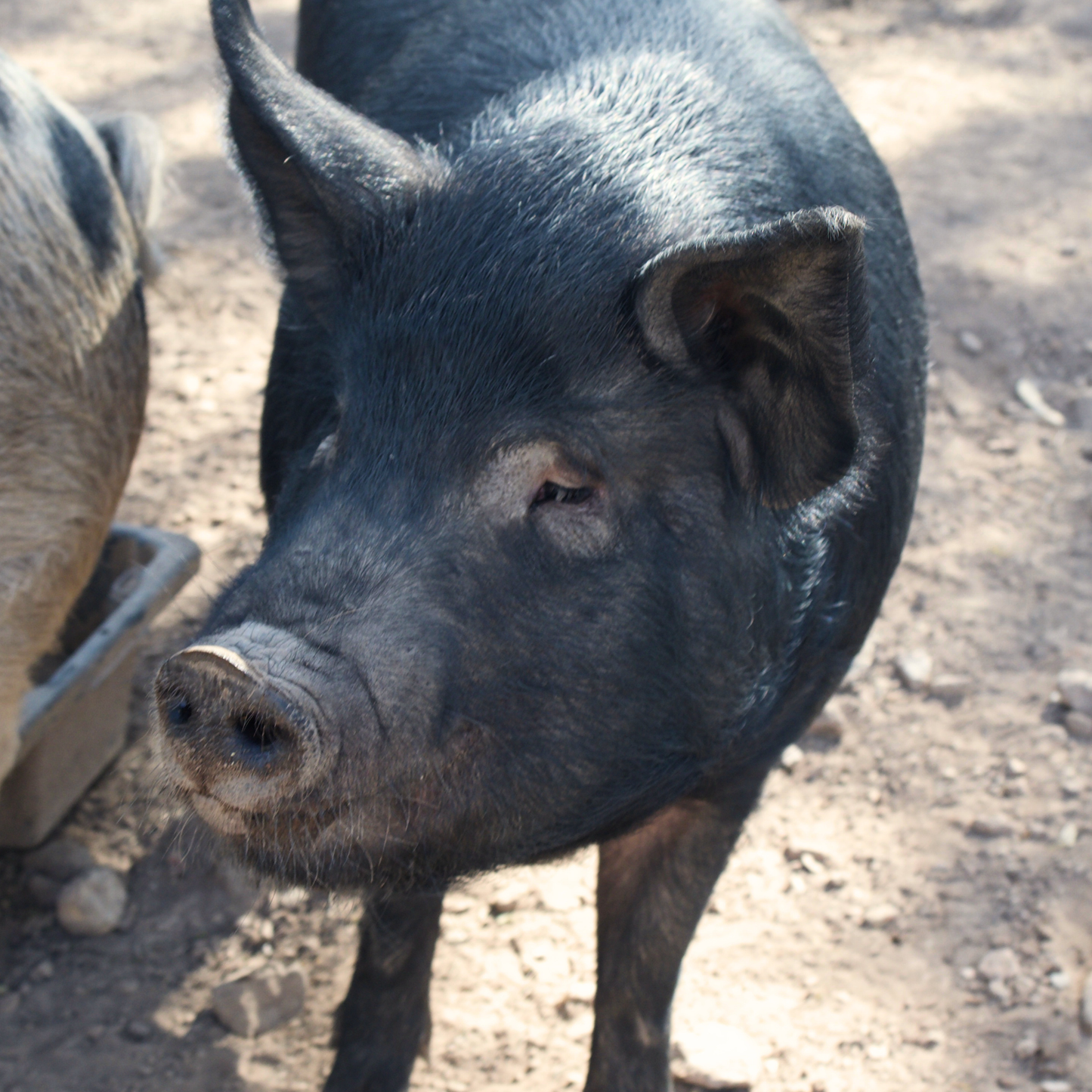 Sponsor Snuffles the Pig