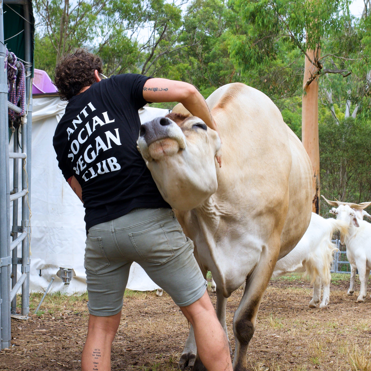 Sponsor Fifi the Cow