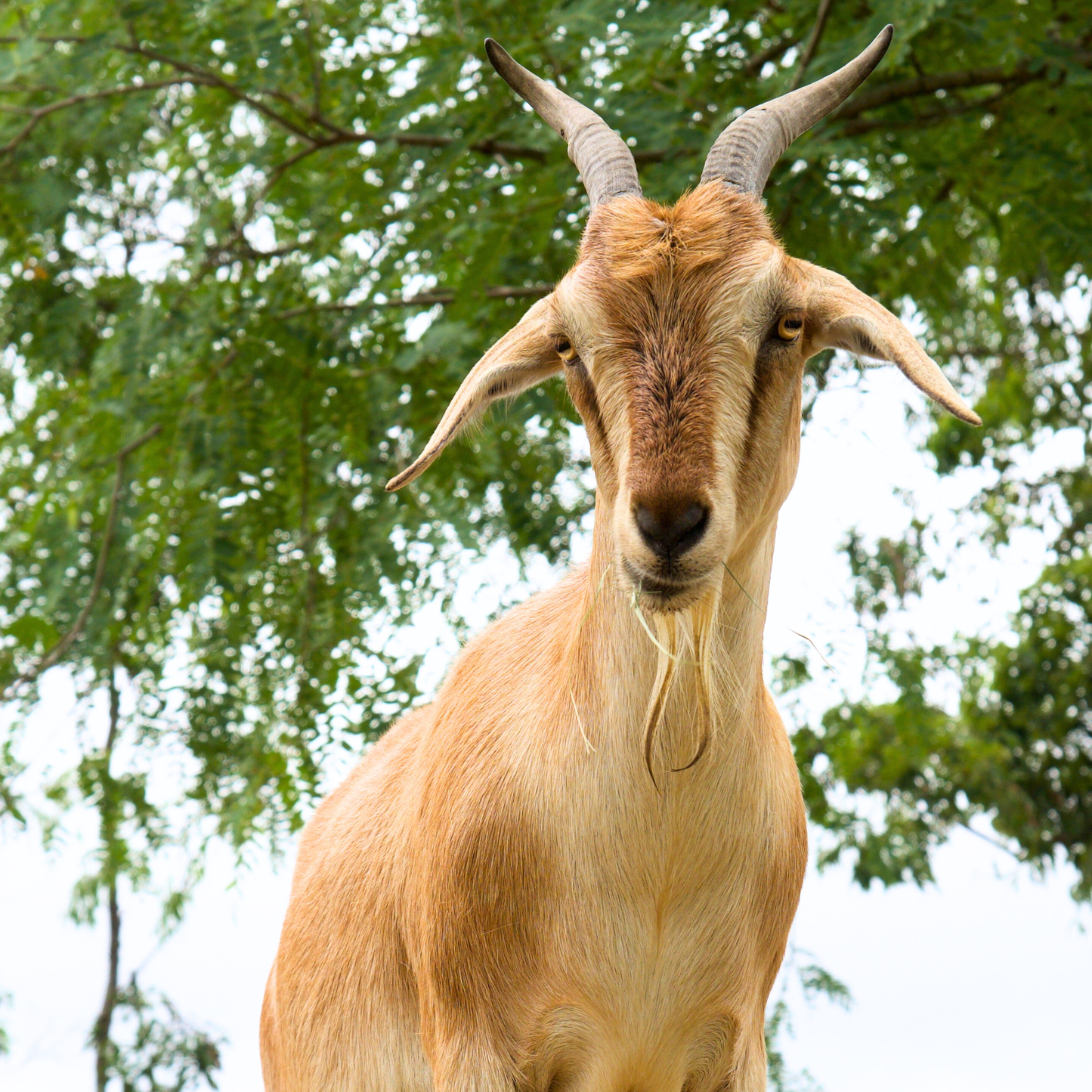 Sponsor Mini the Goat