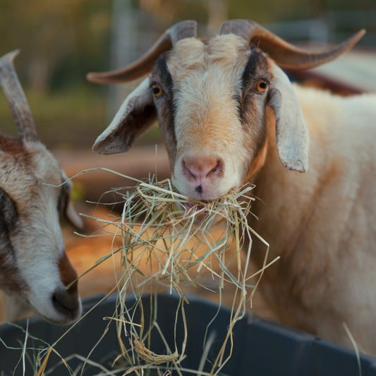 Sponsor Lacey the Goat