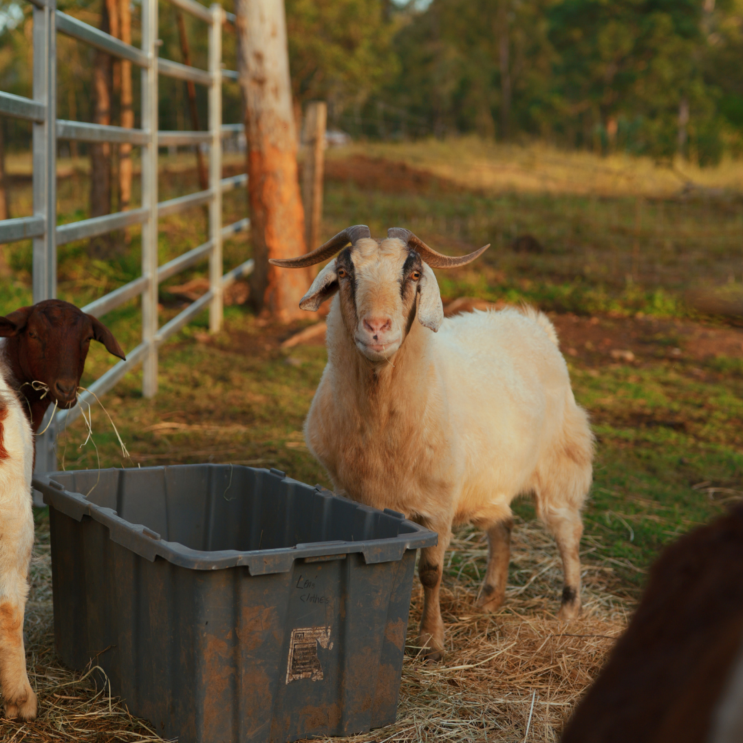 Sponsor Lacey the Goat