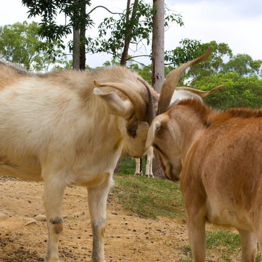 Sponsor Mini the Mini Goat
