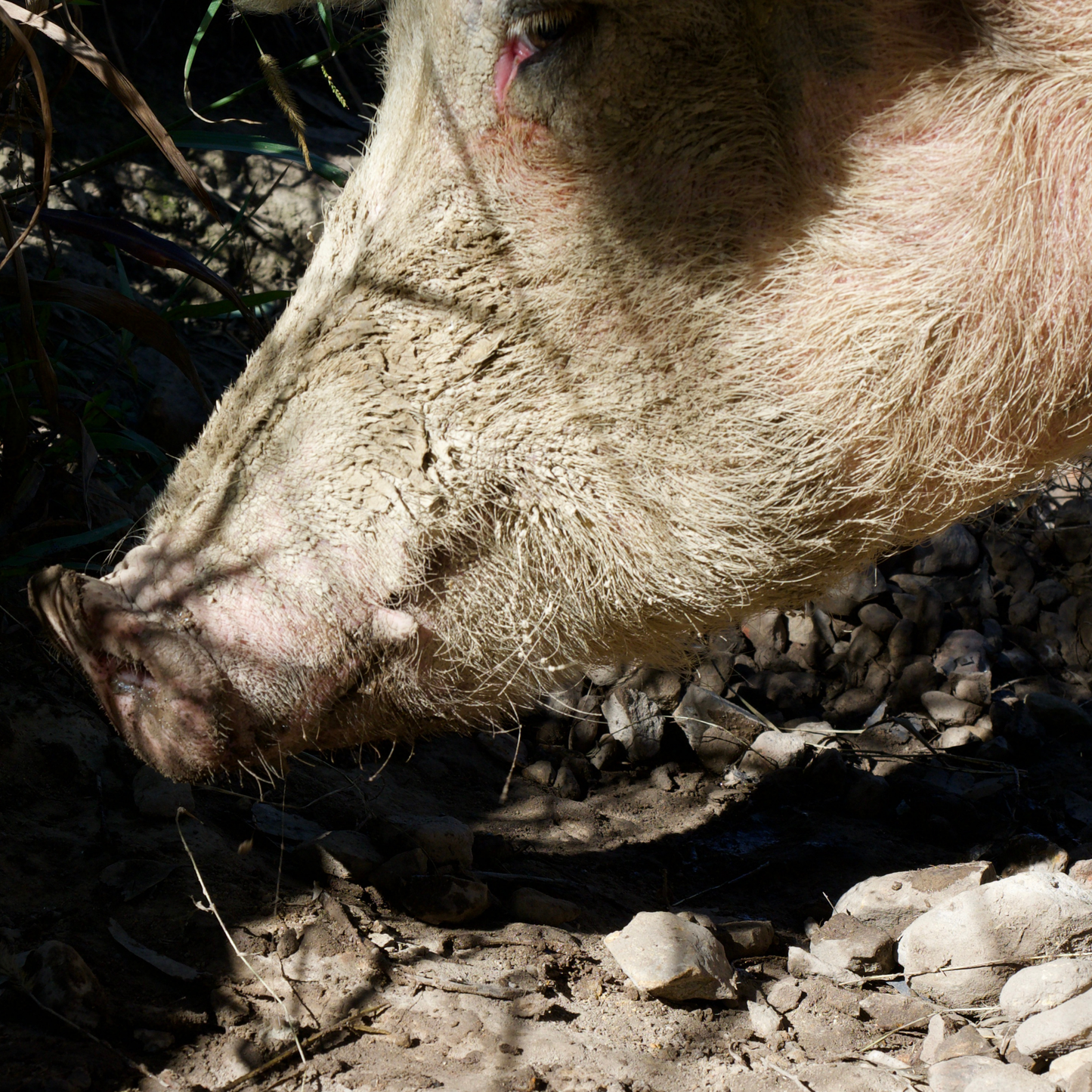 Sponsor Celeste the Pig