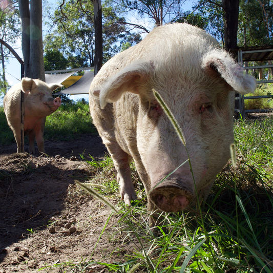 Sponsor Jessie the Pig