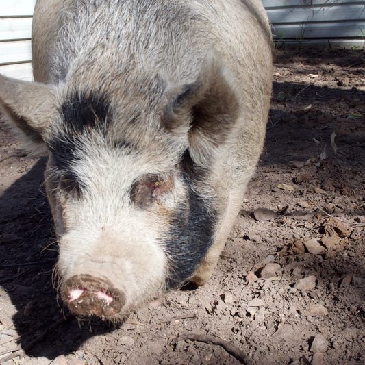 Sponsor Picnic the Pig