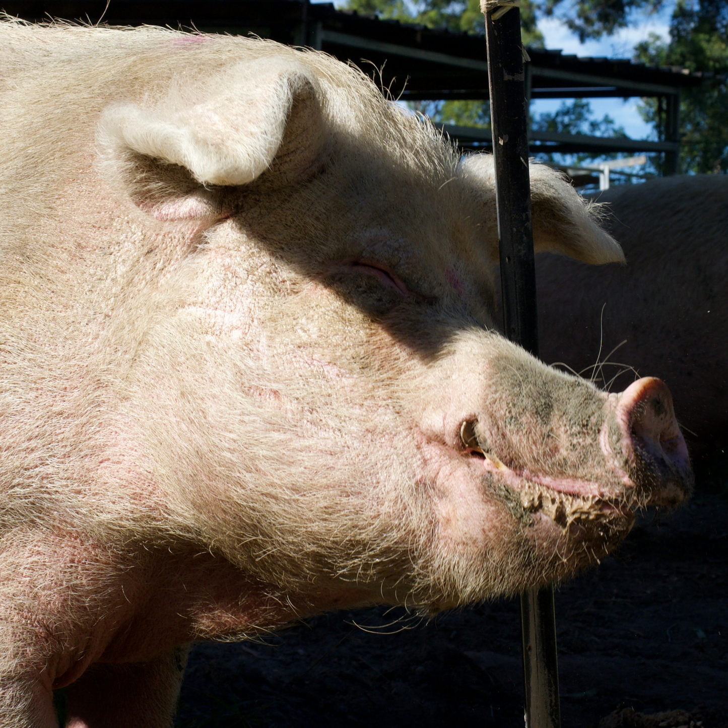 Sponsor Wilbur the Pig