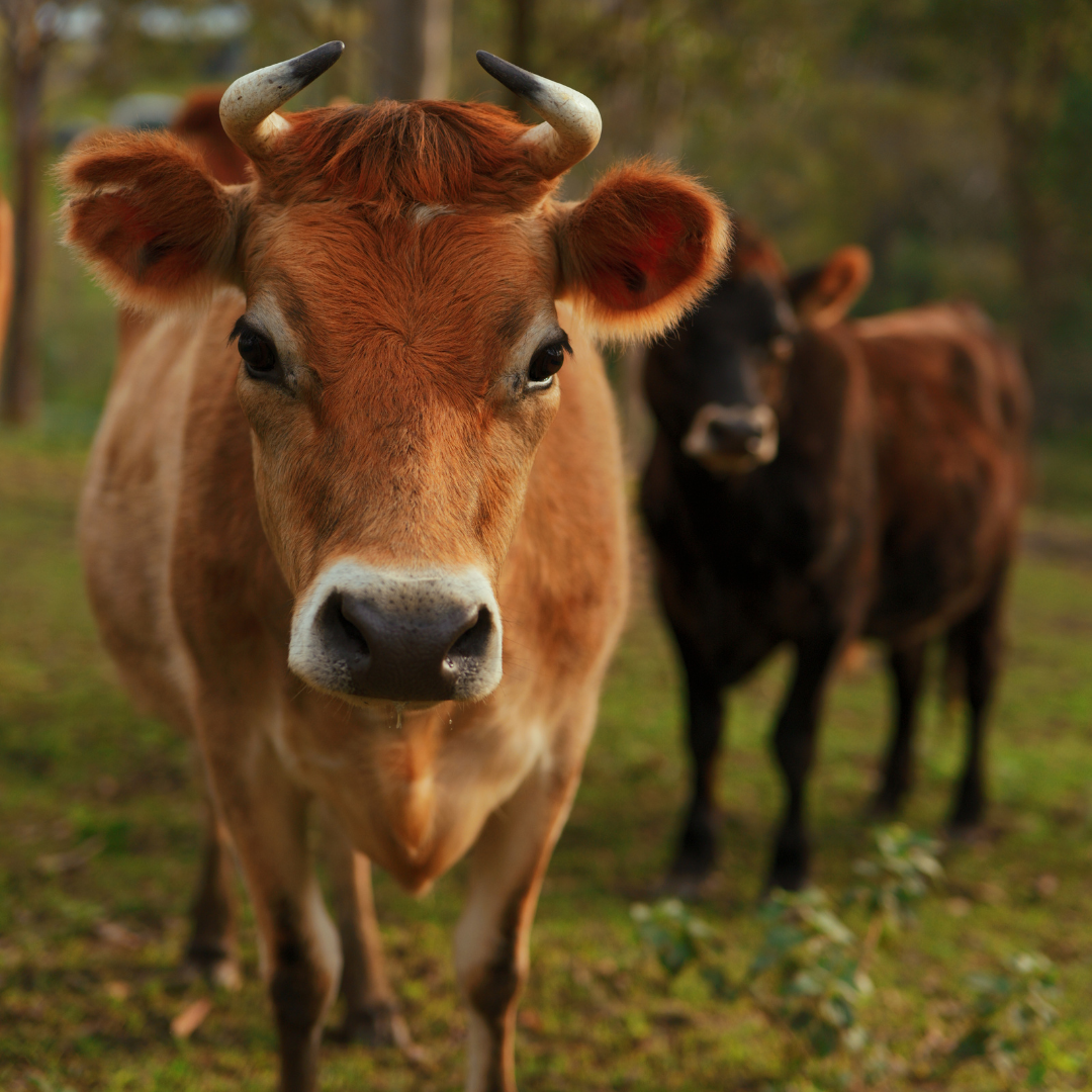 All Animals