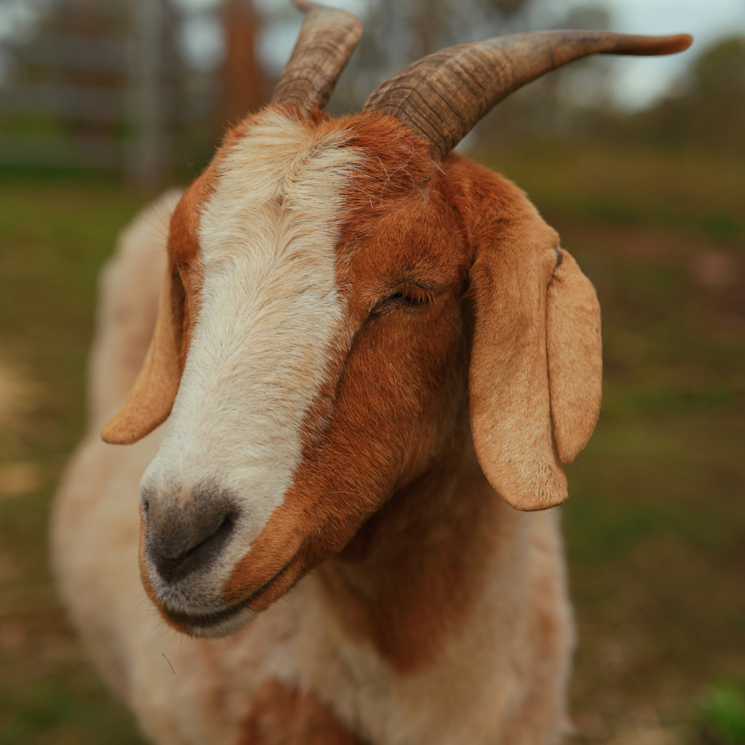 Meet our Goats