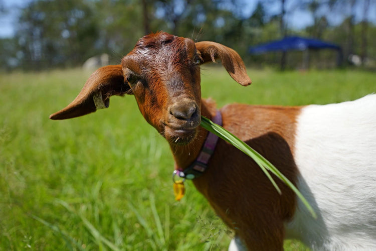 Meet our Goats