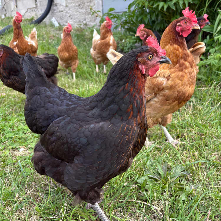 Meet our Chickens