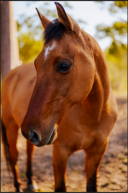 Meet our Horses
