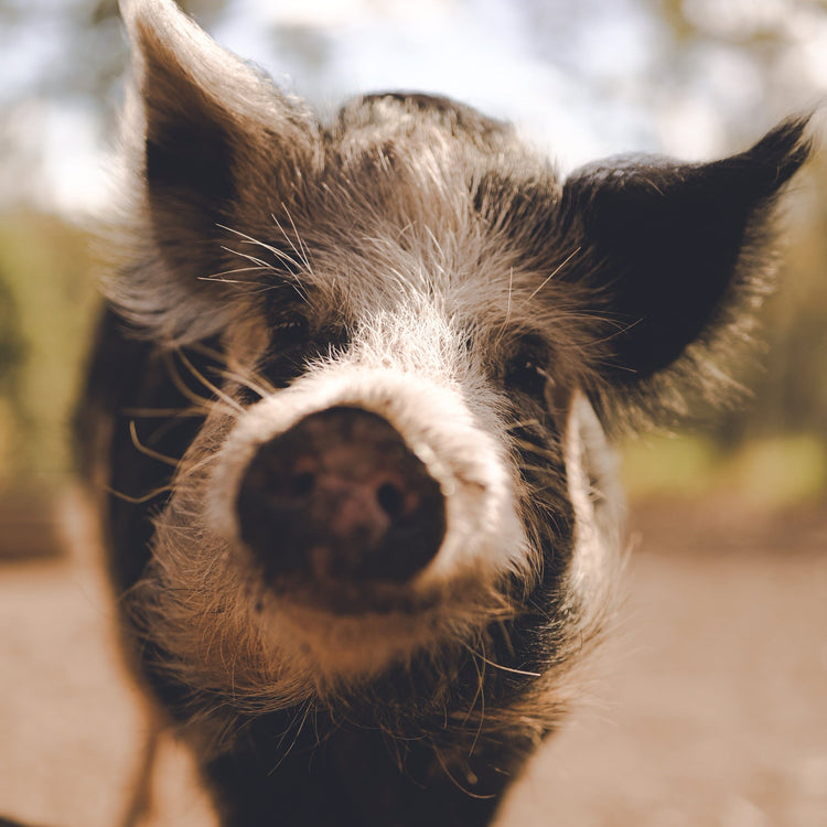 Meet our Piggies