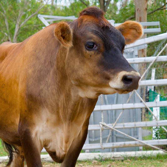 Sponsor Kaos the Cow