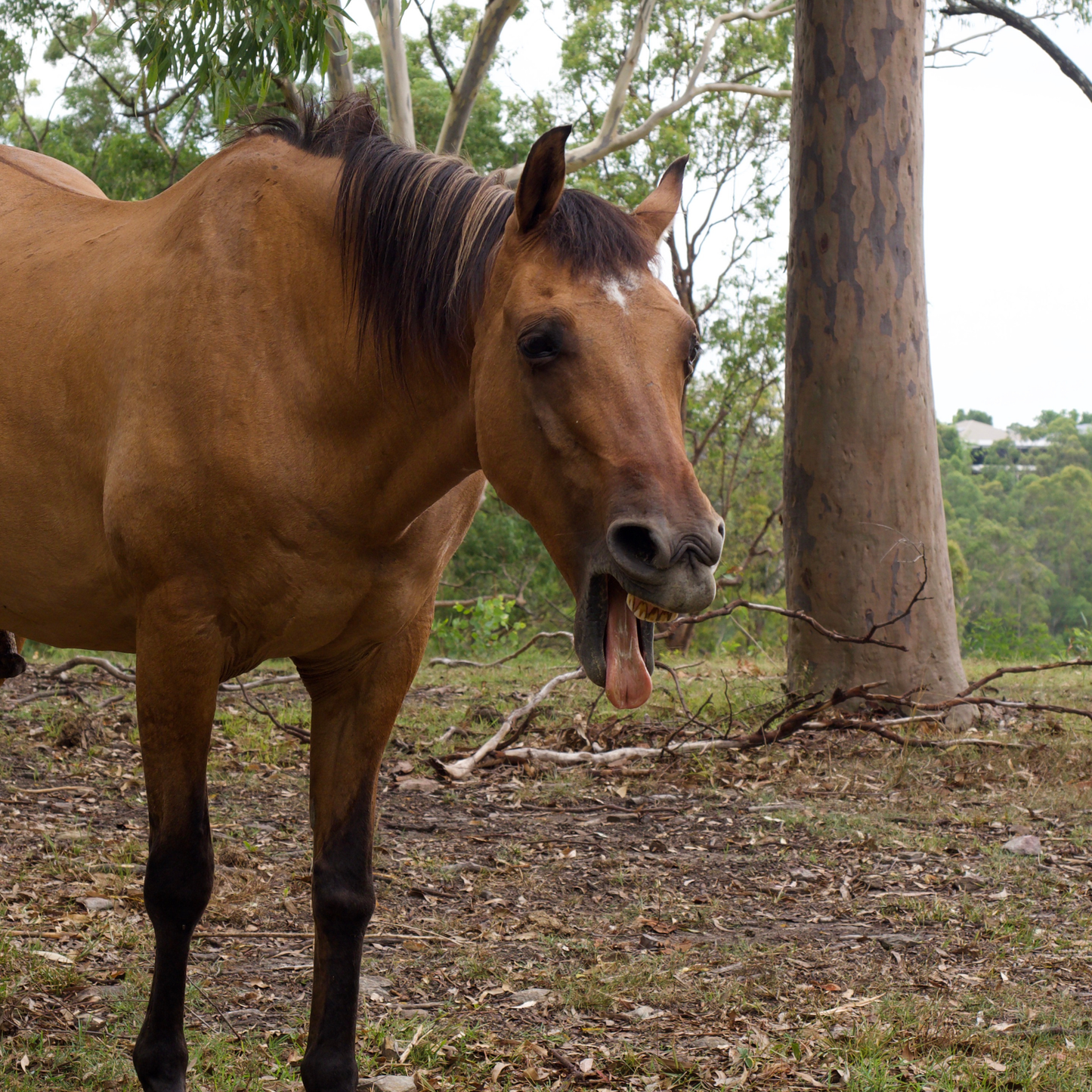 Sponsor Spirit the Horse