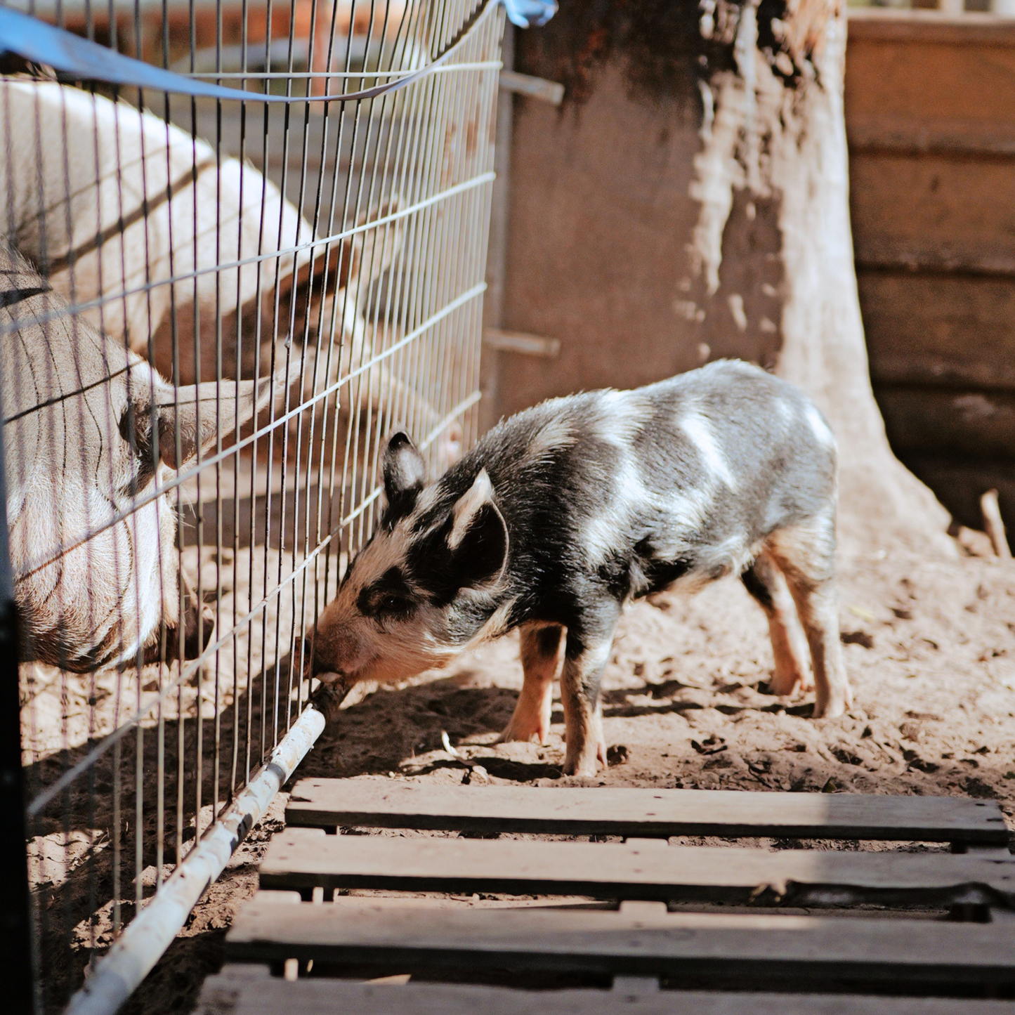 Sponsor Chester the Pig