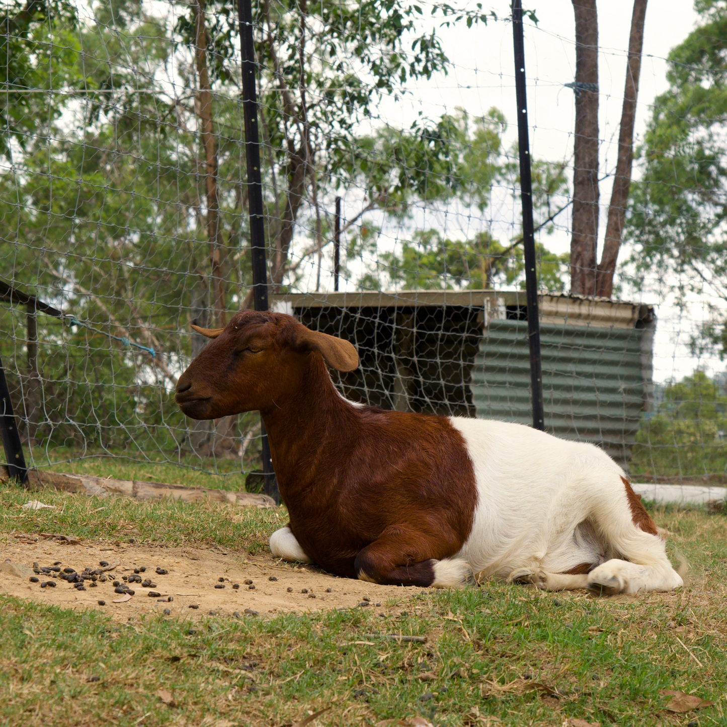 Sponsor Ginger the Mini Goat