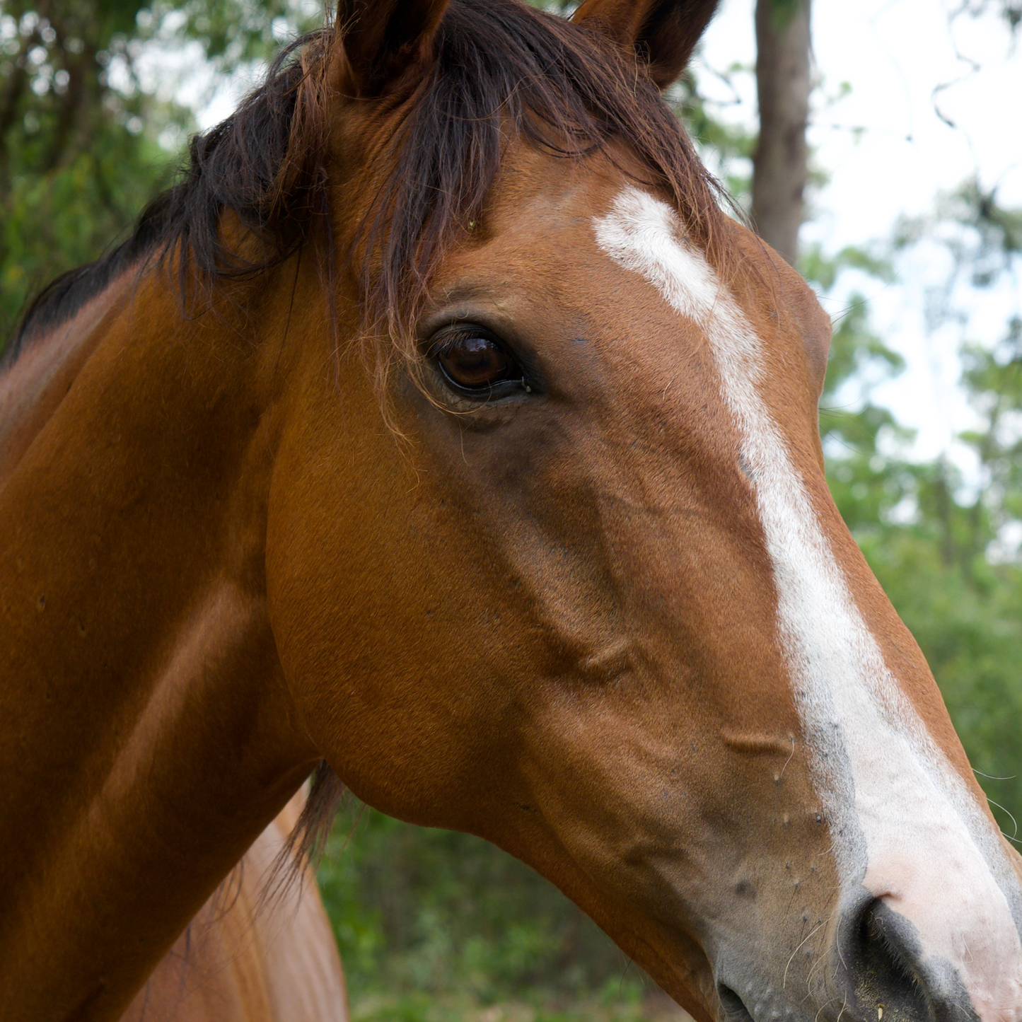 Sponsor Sparkles the Horse
