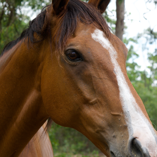 Sponsor Sparkles the Horse