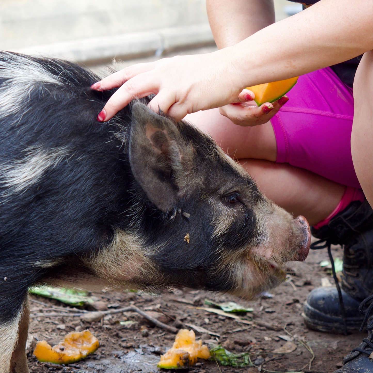 Sponsor Chester the Pig