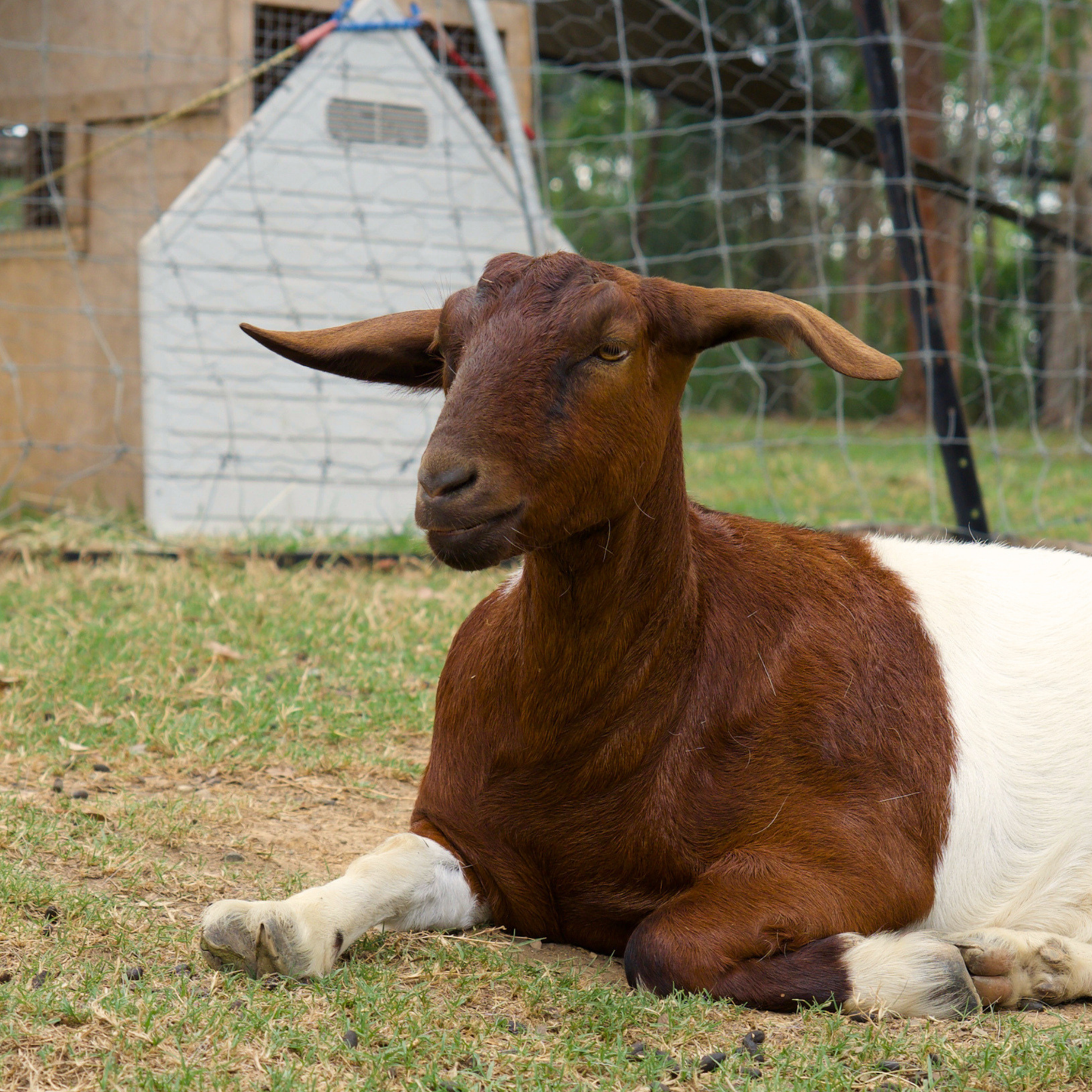 Sponsor Ginger the Mini Goat