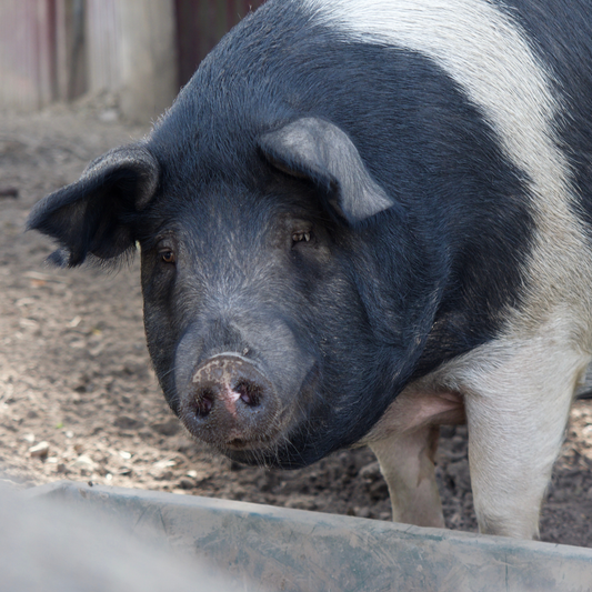 Sponsor Charlie the Pig