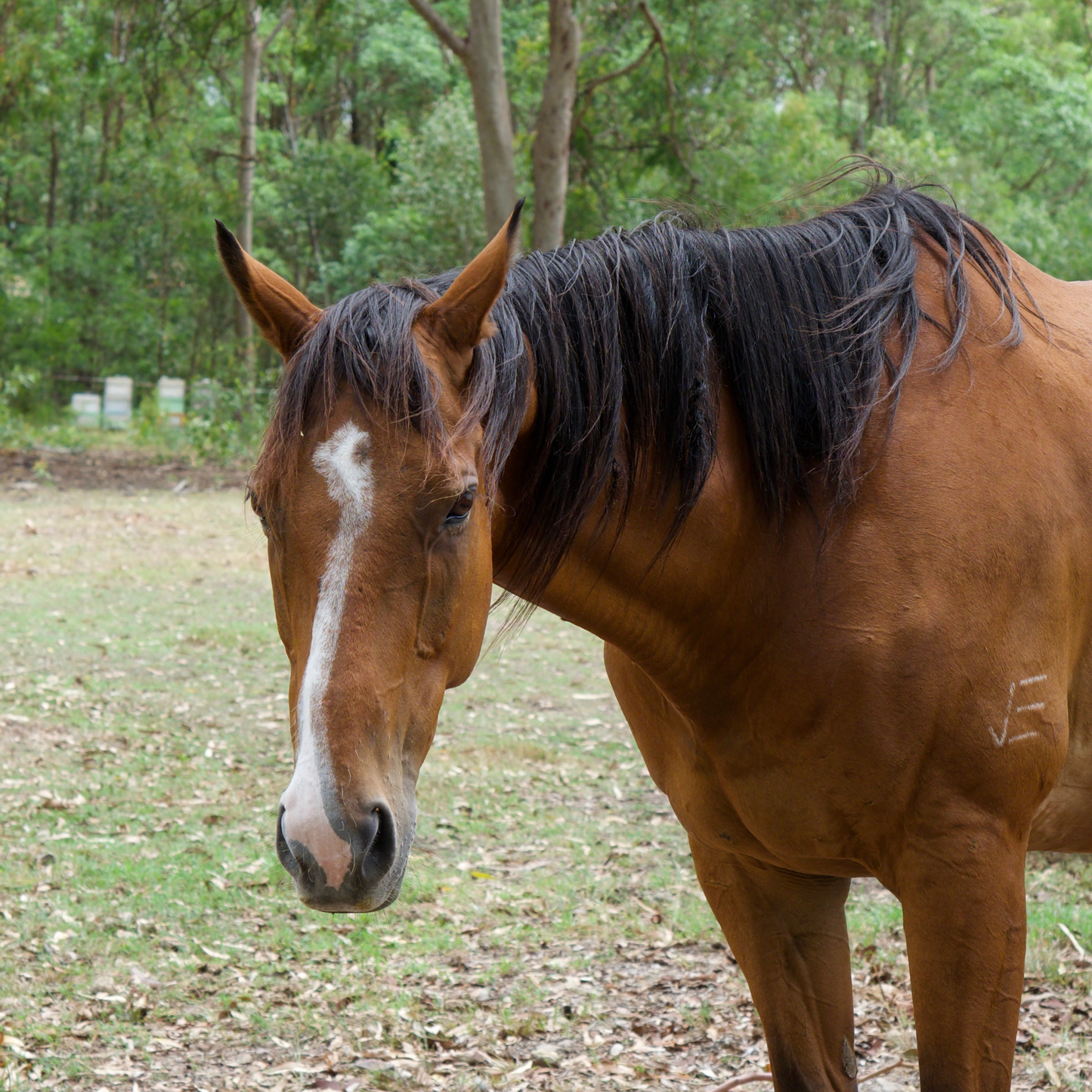 Sponsor Sparkles the Horse
