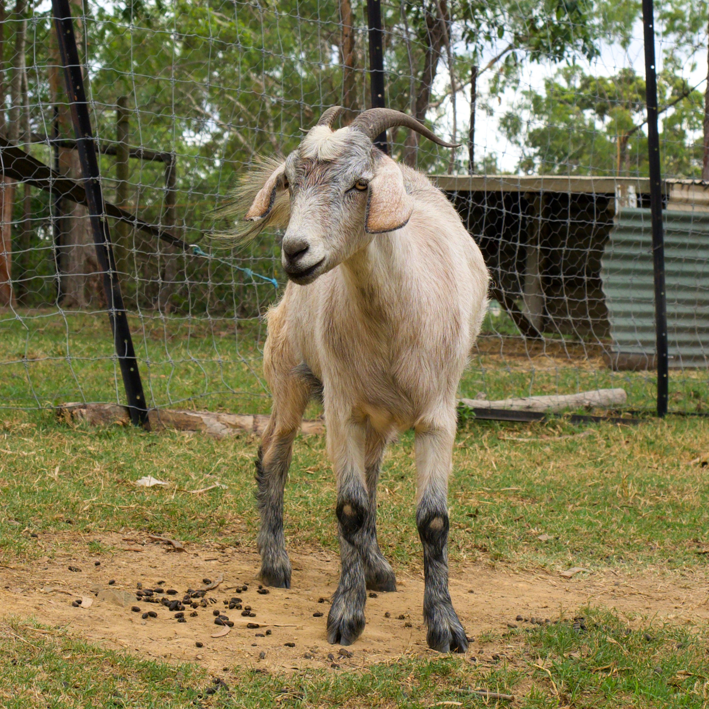 Sponsor Molly the Mini Goat