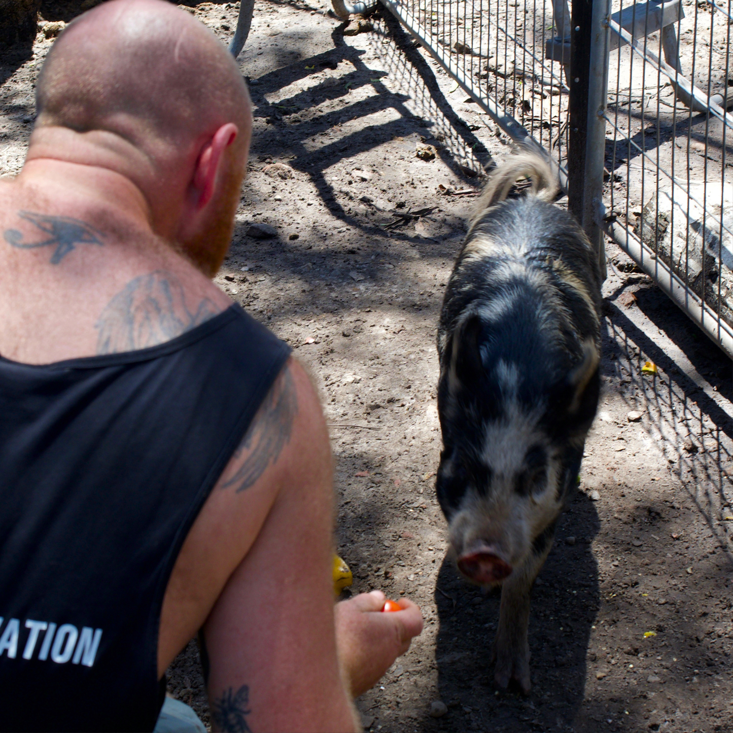 Sponsor Chester the Pig