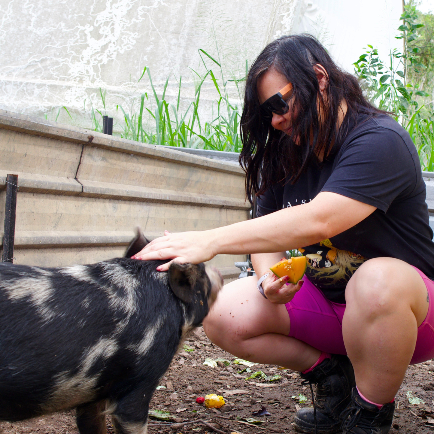 Sponsor Chester the Pig