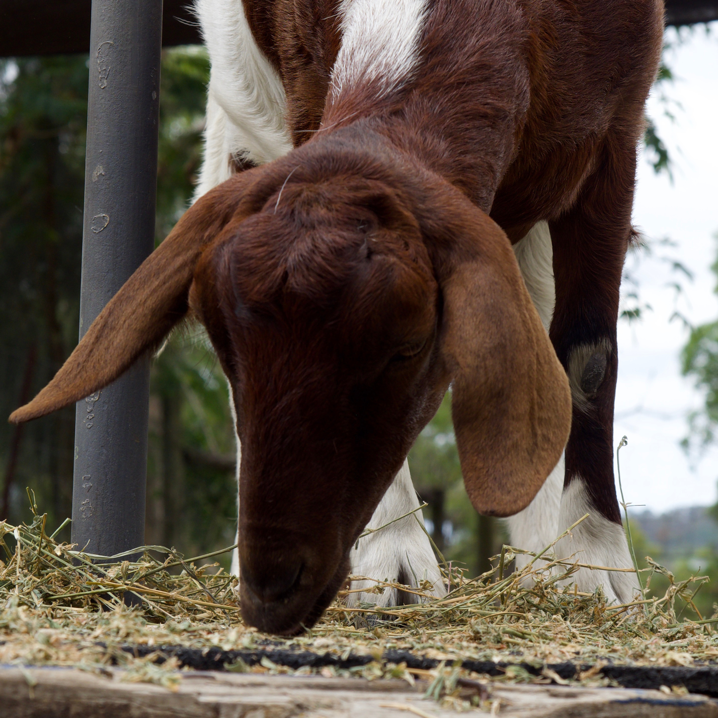 Sponsor Ginger the Mini Goat