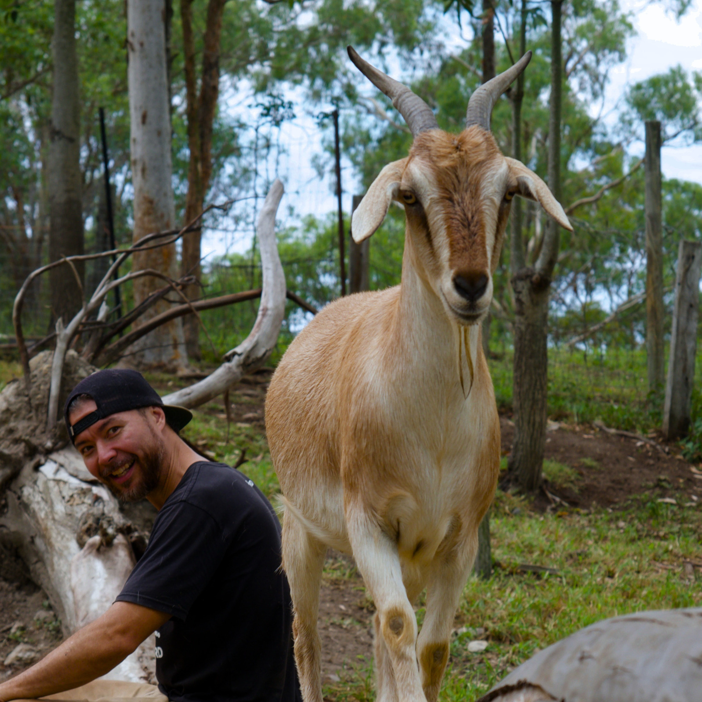 Sponsor Mini the Mini Goat