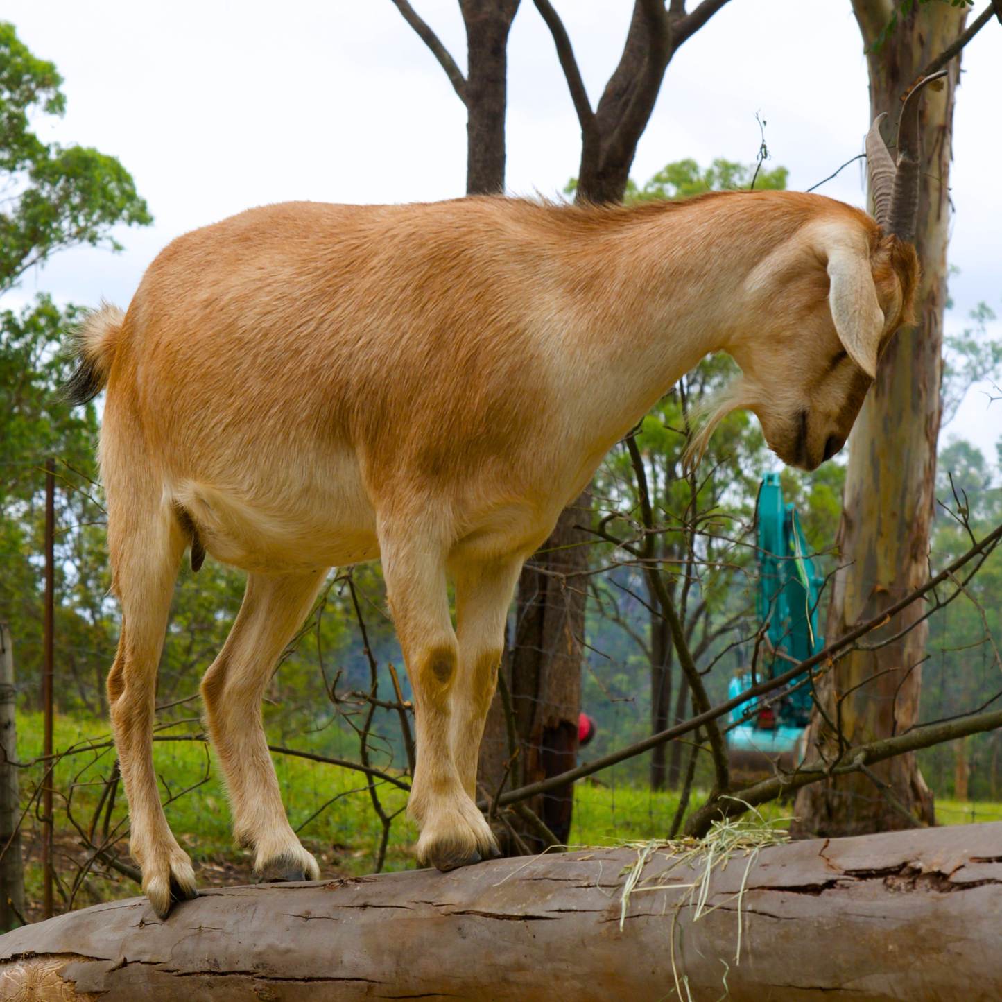 Sponsor Mini the Mini Goat