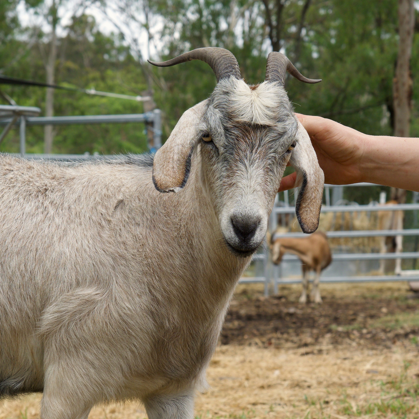 Sponsor Molly the Mini Goat