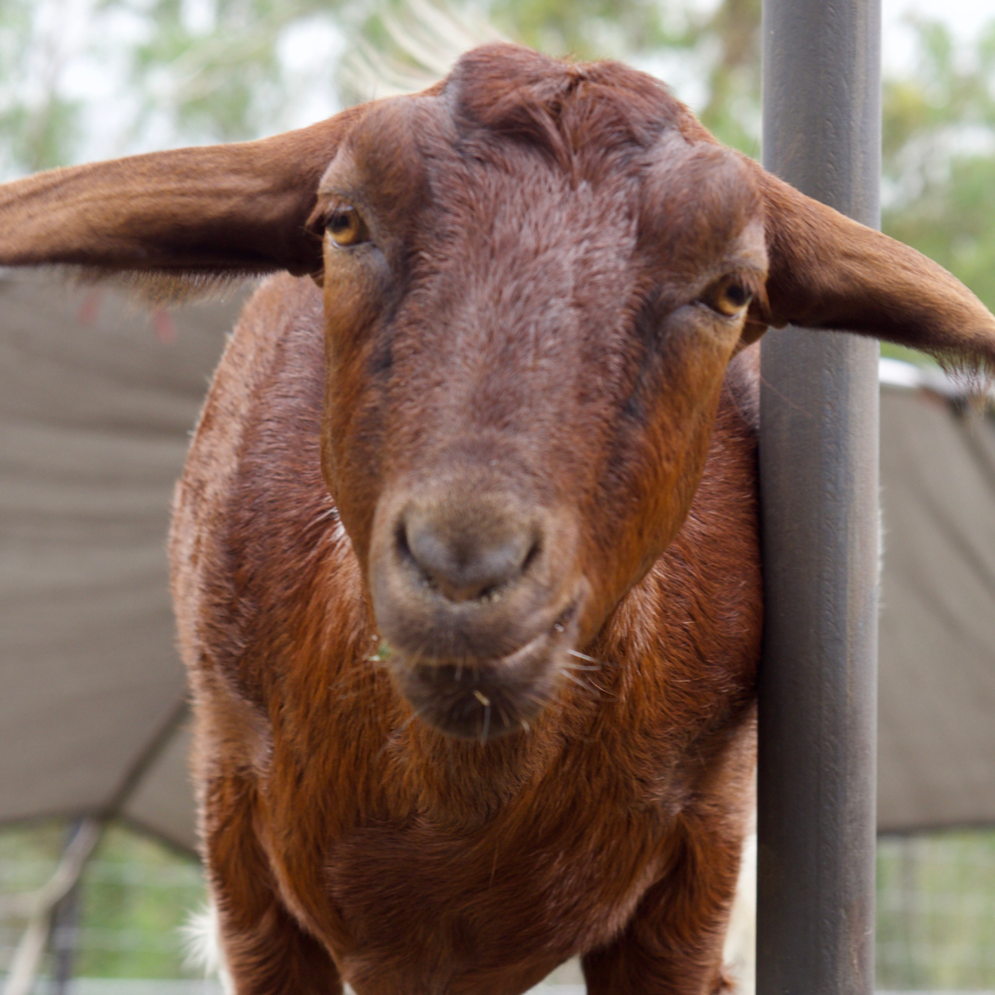 Sponsor Ginger the Mini Goat
