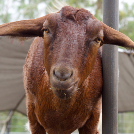 Sponsor Ginger the Mini Goat