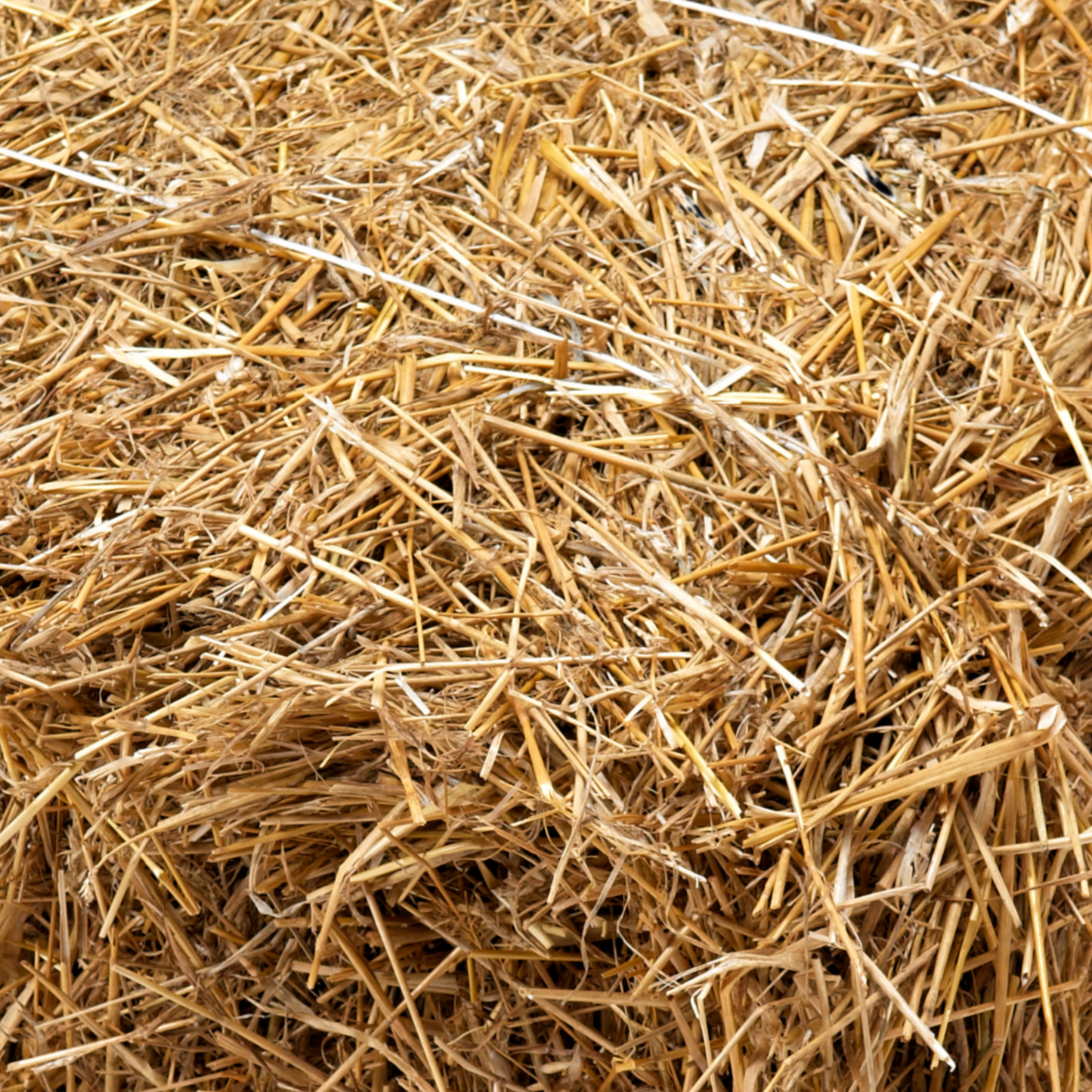 Donate a Small Bale of Hay