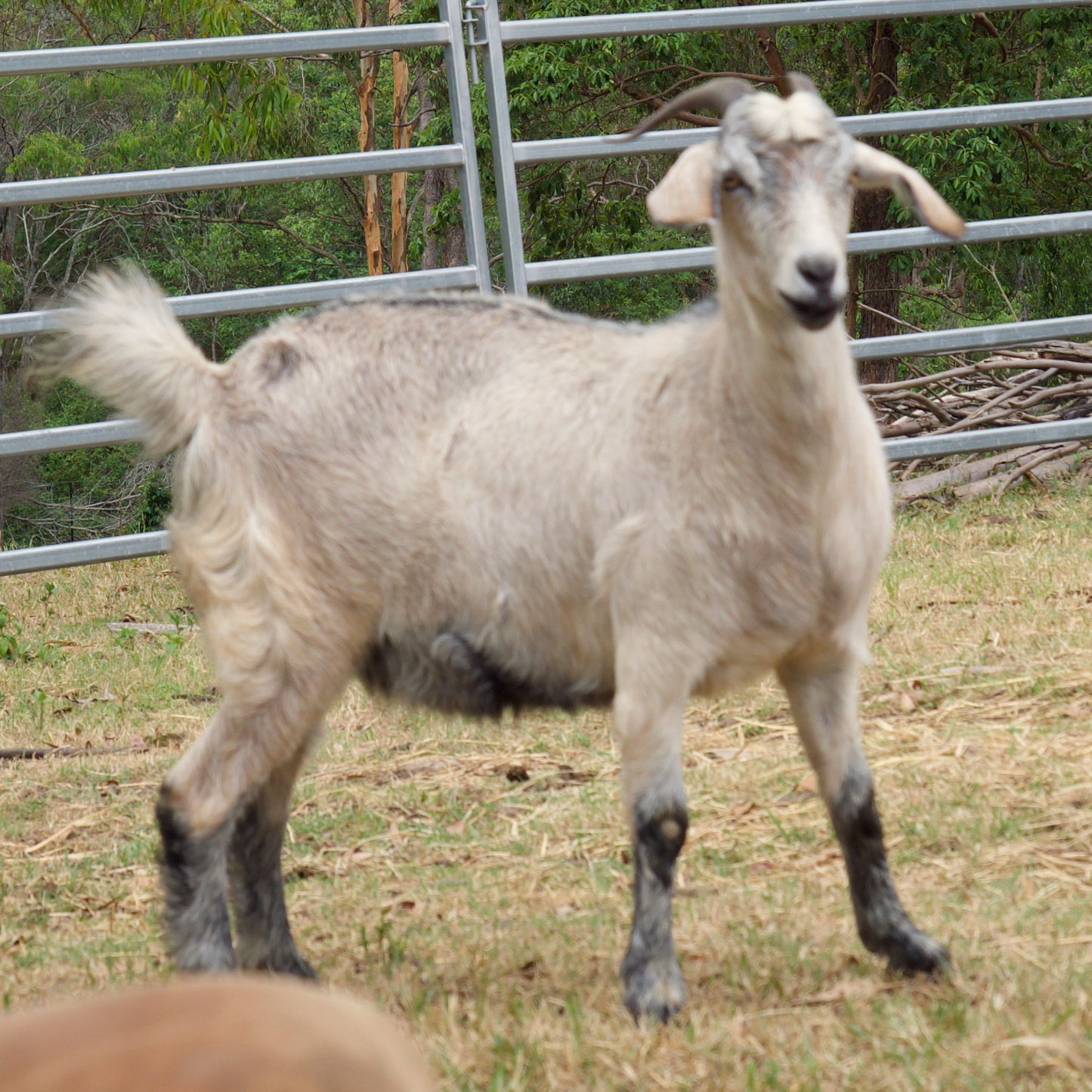 Sponsor Molly the Mini Goat