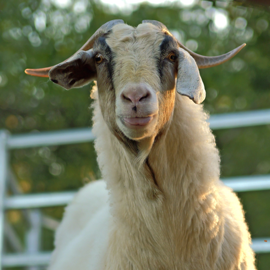 Sponsor Lacey the Goat