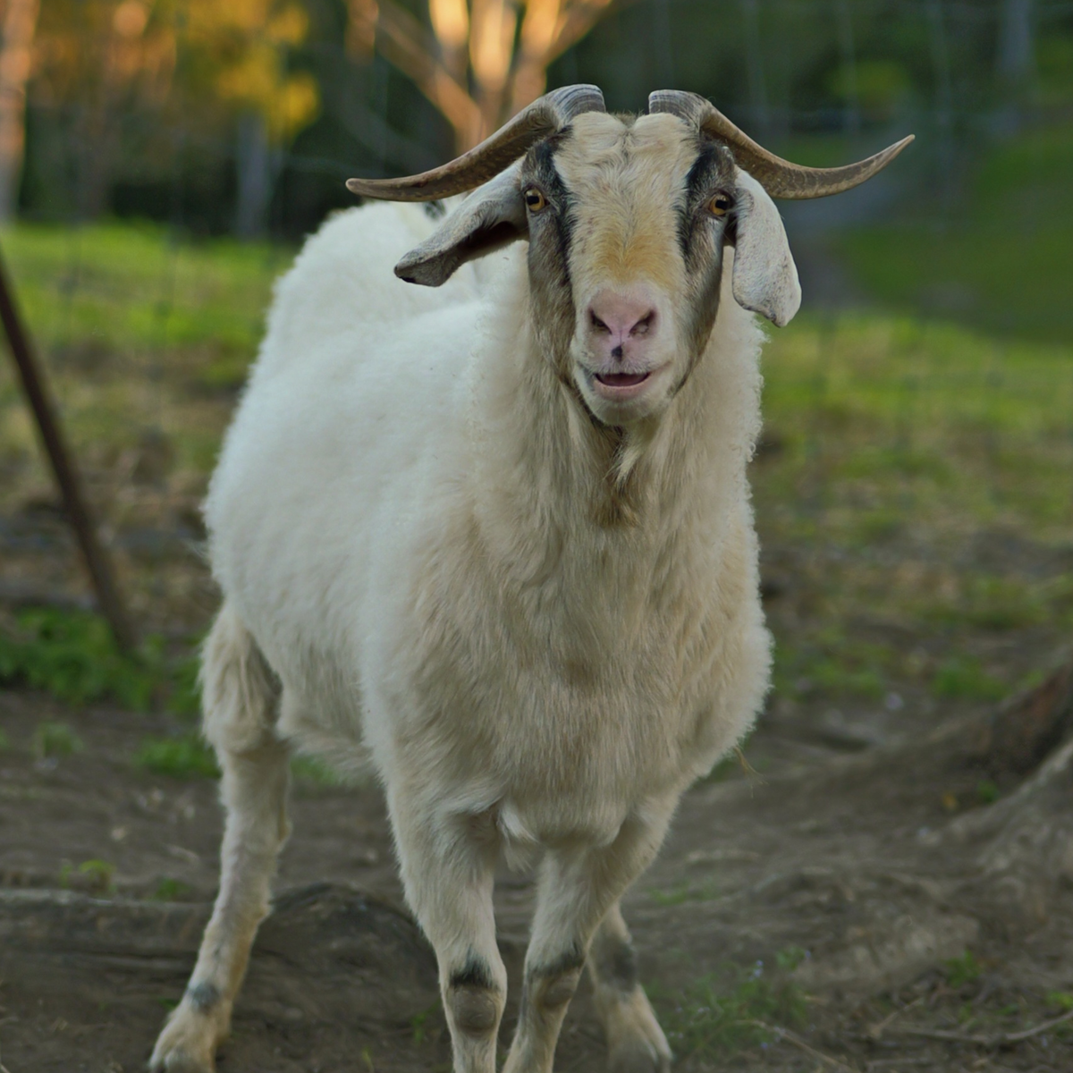 Sponsor Lacey the Goat