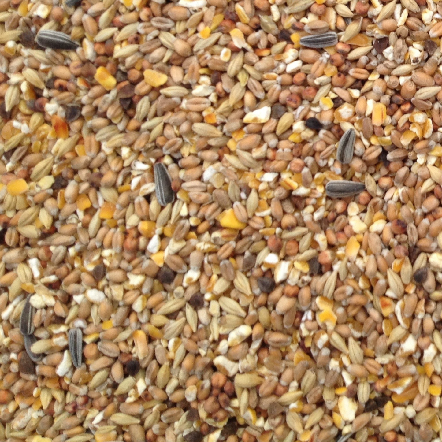 Donate a Bag of Chicken Feed