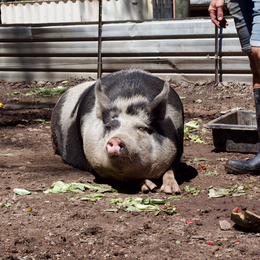 Sponsor Pepper the Pig