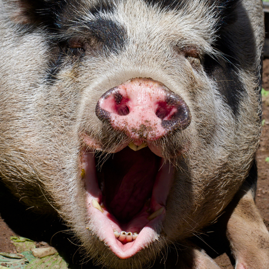 Sponsor Pepper the Pig