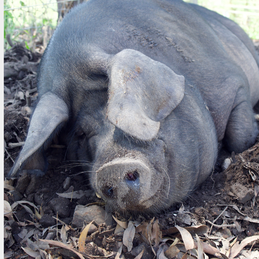 Sponsor Bennu the Pig