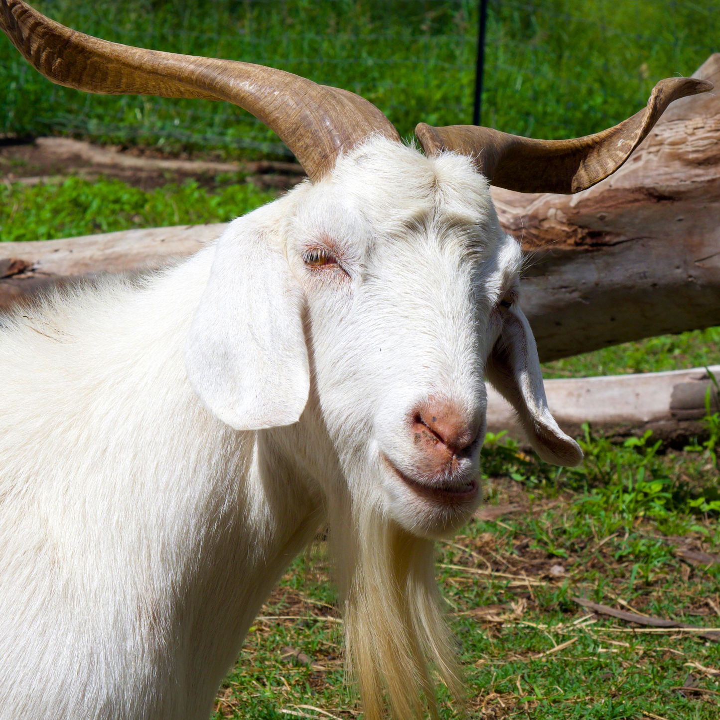 Sponsor Cloud the Goat